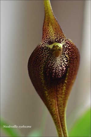 Masdevallia ayabacana